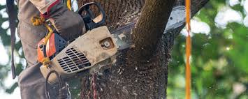 Best Commercial Tree Services  in Columbia, MD