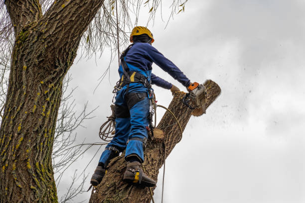  Columbia, MD Tree Services Pros