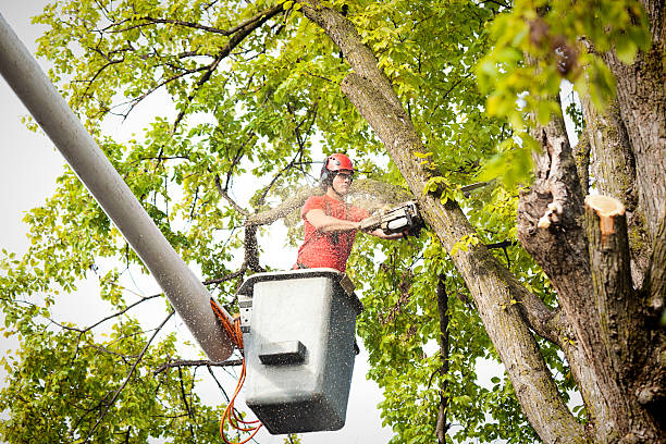 Best Tree Risk Assessment  in Columbia, MD