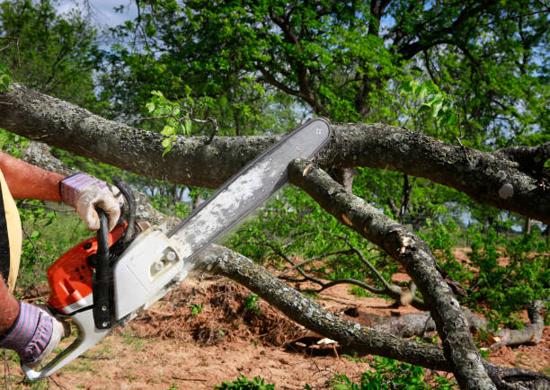 Best Tree Trimming and Pruning  in Columbia, MD